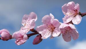 branch blossom plant fruit flower petal 1285652 pxhere opt