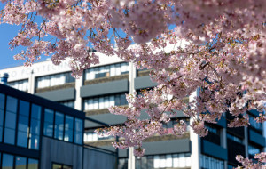 Tuhono Default Image 1080x720 Campus Blossoms