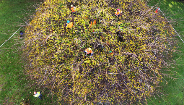 Trees